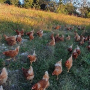 IMG_20201117_140415_402